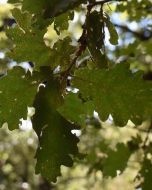 Foto Quercia del Demanio Volpignano