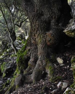 Foto Leccio