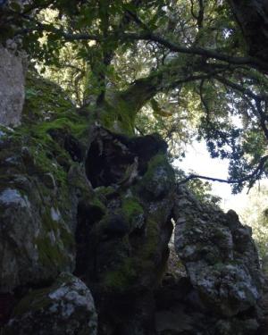 Foto Leccio