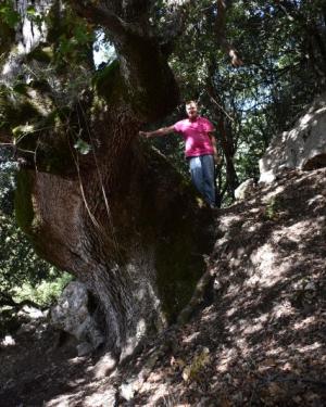 Foto Quercia