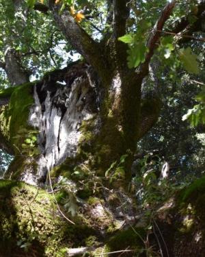 Foto Quercia