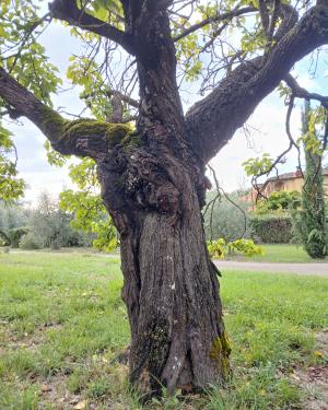 Foto L' albicocco di via  Quintole delle Rose