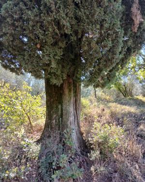 Foto Cipresso comune