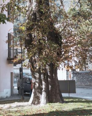 Ippocastano maggiore di Pratogiano