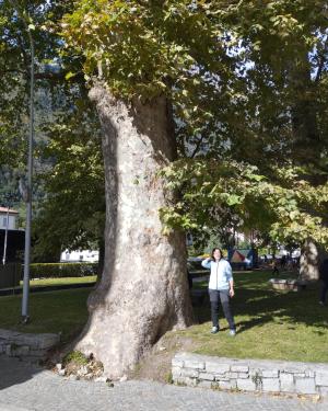 Platano del Crotto Ombra