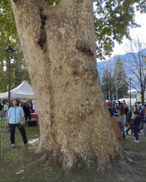 Platano grande del Rebelot