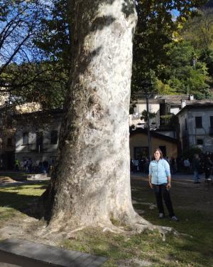 Platano del Sorel #2