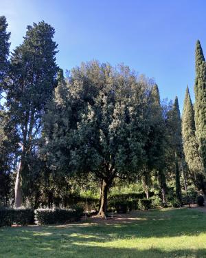Foto Il leccio della Fondazione di Musica di Fiesole
