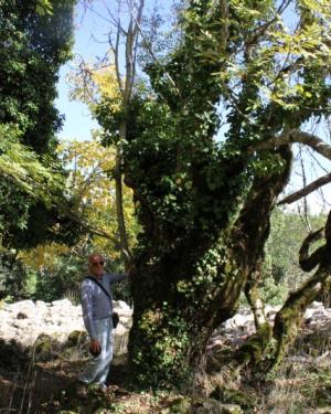 Foto Frassino siciliano di Monte Cedro 3