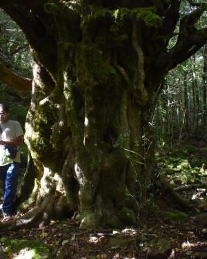 Foto Acero di Monte Cedro n.2