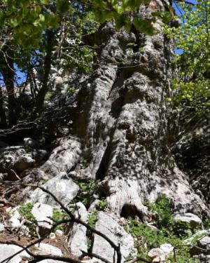 Foto Acero della dolina di Serra Circio 2