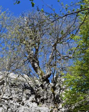 Foto Acero della dolina di Serra Circio 3