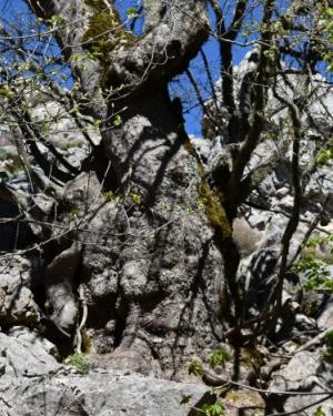 Foto Acero della dolina di Serra Circio 3