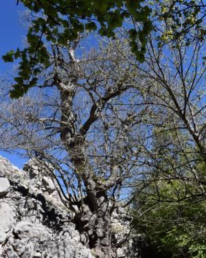 Foto Acero della dolina di Serra Circio 3