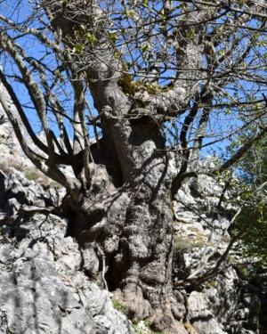 Foto Acero della dolina di Serra Circio 3