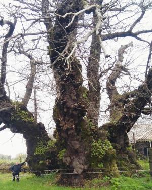 Foto Castagno della Nave o di S. Agata