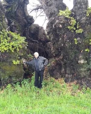 Foto Castagno della Nave o di S. Agata