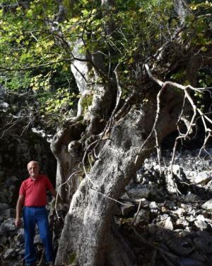 Acero di monte di Piano Ciminnita 2