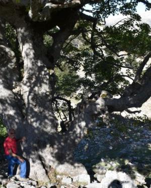 Foto Acero di monte di Piano Ciminnita 1