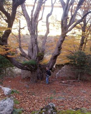 Acero di monte di Passo Canale" N. 2