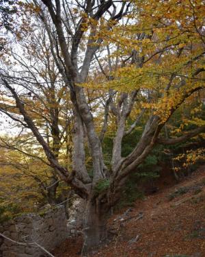 Foto Acero di monte di Passo Canale" N. 2