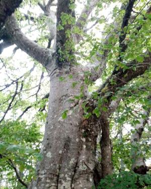 Foto Faggio 3 del Biviere