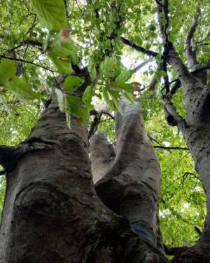 Foto Faggio grosso del Biviere