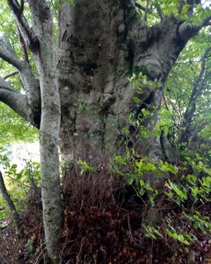 Foto Faggio grosso del Biviere