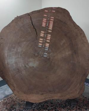 Platano bicentenario