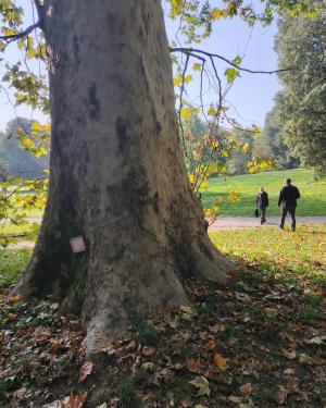 Platano gemello #2(dei bambini)