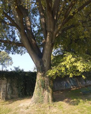 Bagolaro dell'area giochi