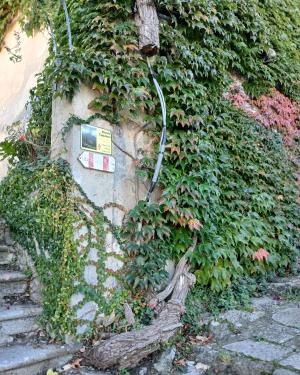 Foto La vite dell' Accademia  del Bello