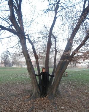 Carpino di Villa Litta