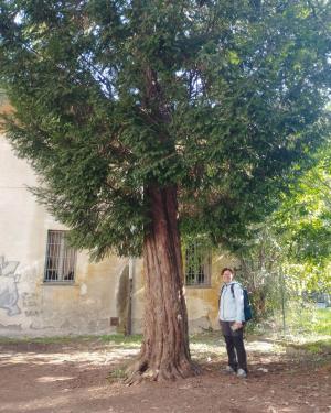 Tasso di Villa Litta