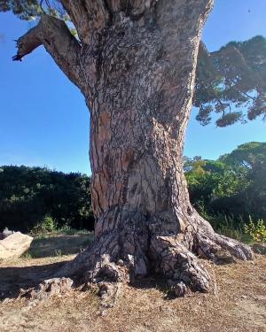 Foto Pino di Lacona
