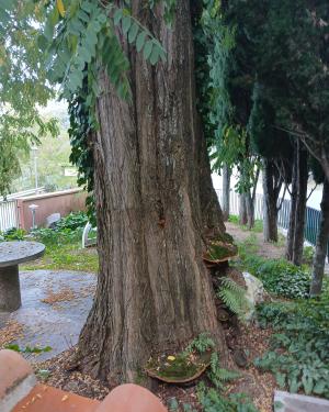 Foto La Robinia  di Poggio