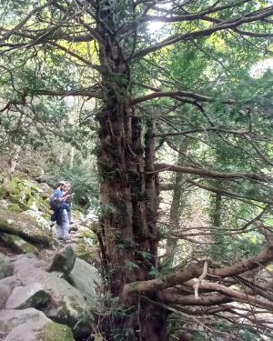Tasso monumentale delle Calanche