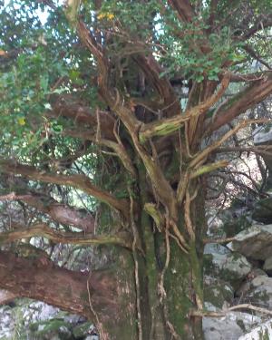 Tasso delle Calanche n°2