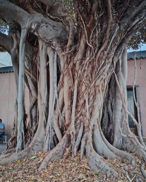 Ficus di Palazzo Vigo