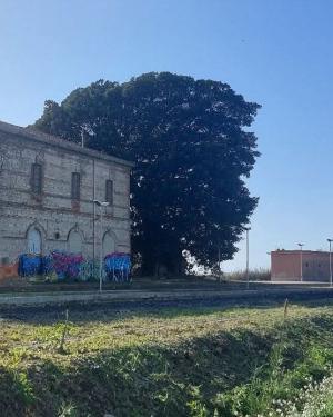 Ficus #1 Stazione Dirillo