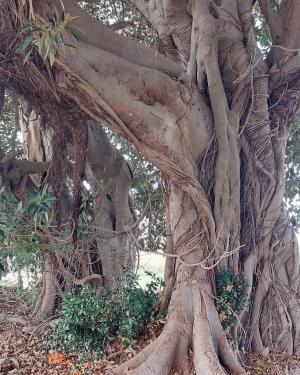 Ficus #2 Stazione Dirillo