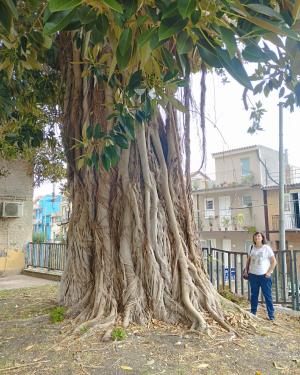 Ficus #1 della stazione