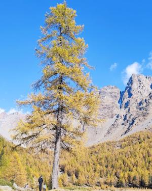 Larice dell'alpe di Predarossa