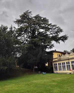 Foto Cedro del Libano di Villa Borromeo a Viggiù