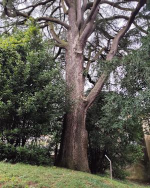 Foto Cedro del Libano di Villa Borromeo a Viggiù