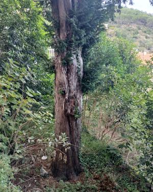 Il Tasso di Marciana