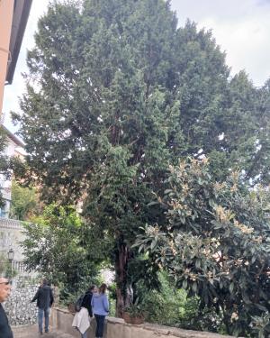 Foto Il Tasso di Marciana