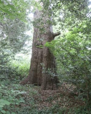 Atlantica di Villa Scaccabarozzi