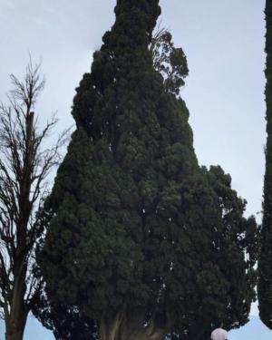 Cipresso della Chiesa di S. Michele Arcangelo