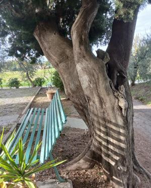 Il cipresso  2 della chiesa di San Donato in Val di Botte